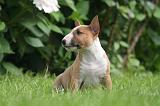 BULL TERRIER MINIATURE 138